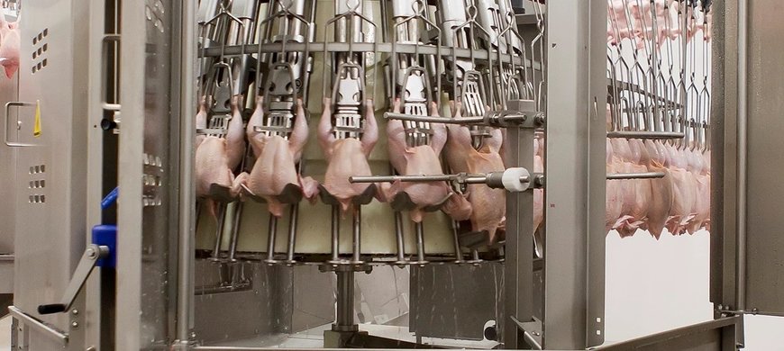 Check-‘n-Neck